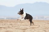 BOSTON TERRIER 404